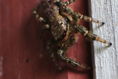 Close-up of spider on wood