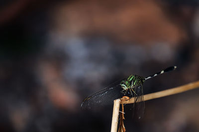 Close-up of dragonfly