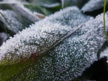 Close-up of frozen plant during winter