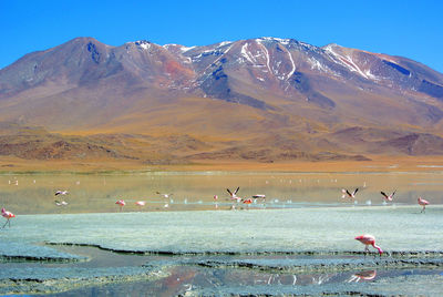 Side view of birds at lake against mountain range