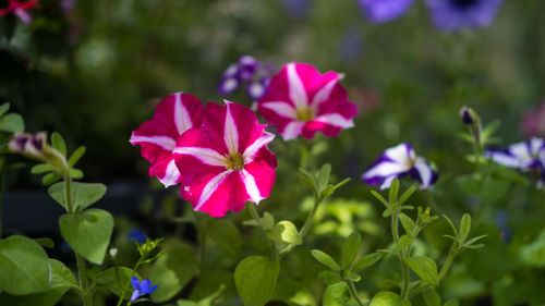 Close-up of pink flowering plant