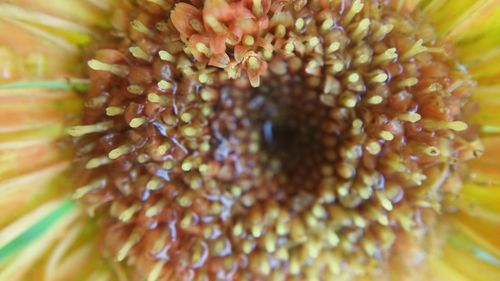 Extreme close up of flower