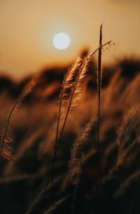 Close-up of stalks in field against sunset sky