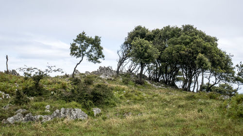 Trees growing in forest against sky