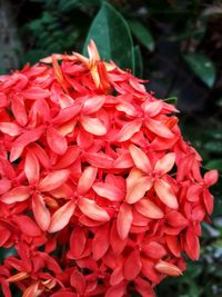 Close-up of red flowers blooming outdoors