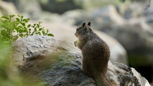 Close-up of squirrel on rock