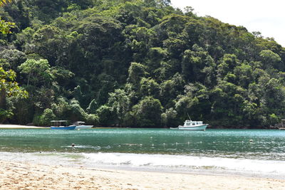 Scenic view of sea against trees