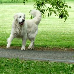 Portrait of a dog on grass