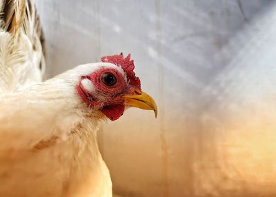 White hen at the chicken farm