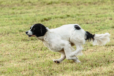 Landseer dog