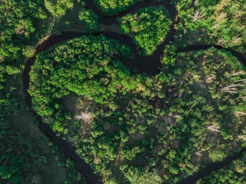 High angle view of moss growing on tree trunk