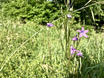Close-up of purple flowering plant on land