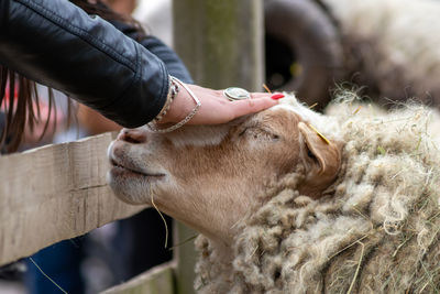 Tame sheep enjoys a pet from visitors of the petting zoo on a farmyard and is outdoor fun