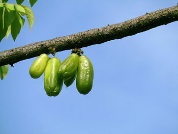 Low angle view of bilimbi growing on tree against clear sky