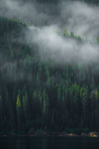 Fog and the forest on the mountain side 