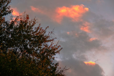 Low angle view of tree against sky at sunset