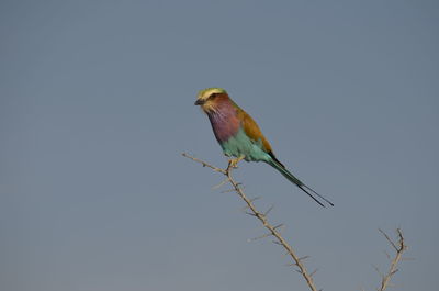 Low angle view of birds perching on tree