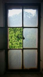 Trees seen through window