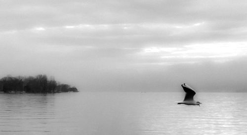 Bird flying over lake against sky