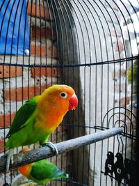 Close-up of parrot in cage