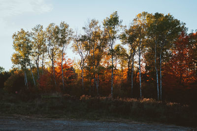 Trees by lake in forest during autumn