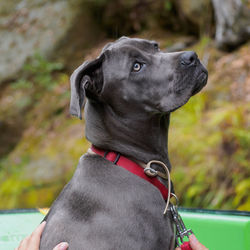 Close-up of a dog looking away