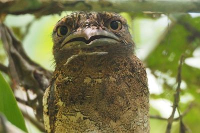 Close-up portrait of owl