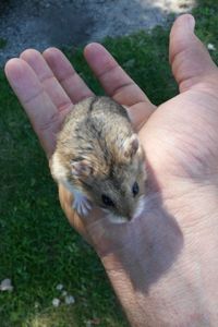 Close-up of cropped hand