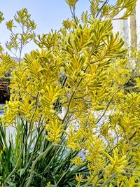 Close-up of yellow flowering plants against sky