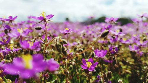 Close-up of pink flowers blooming in field