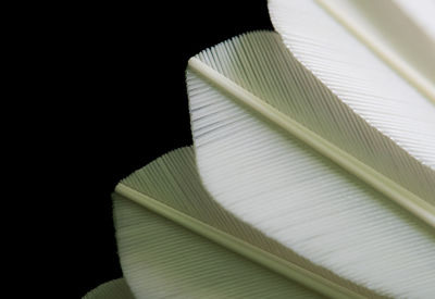Close-up of open book against black background