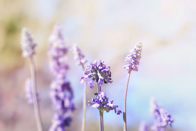 Close-up of purple flowering plant