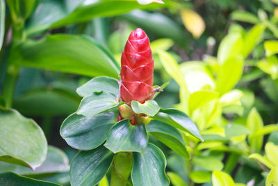 Close-up of red flowering plant