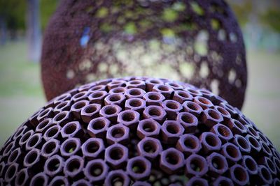 Close-up of tree trunk