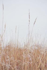 Close-up of dry grass on field against clear sky