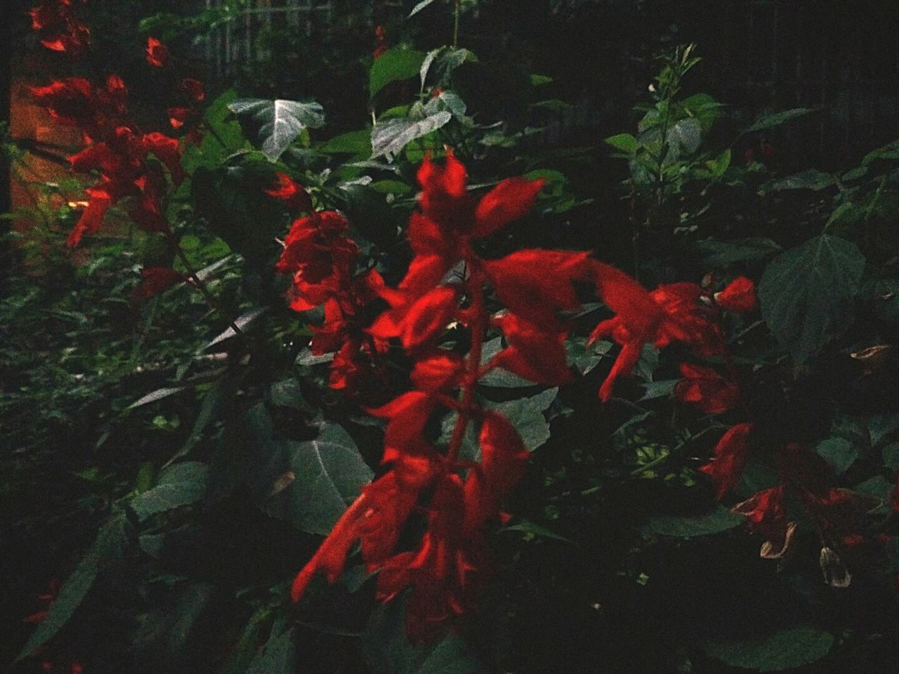 red, plant, growth, flower, nature, no people, leaf, beauty in nature, water, freshness, night, outdoors, close-up, undersea, flower head