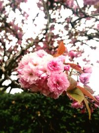 Close-up of pink cherry blossoms against sky