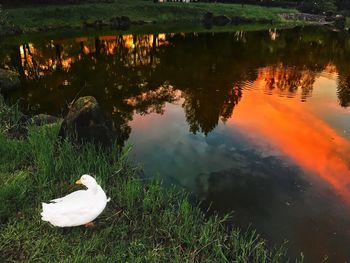 Bird swimming in lake