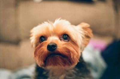 Close-up portrait of dog at home