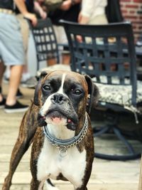 Portrait of dog with camera