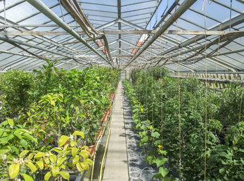 Plants growing in greenhouse