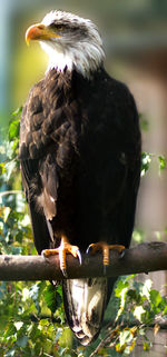 Close-up of bird perching