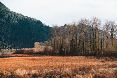 Plants growing on land against sky