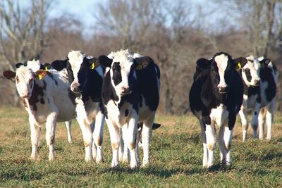 View of cows on field