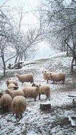 View of sheep on snow covered land