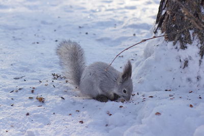 View of squirrel on snow covered land