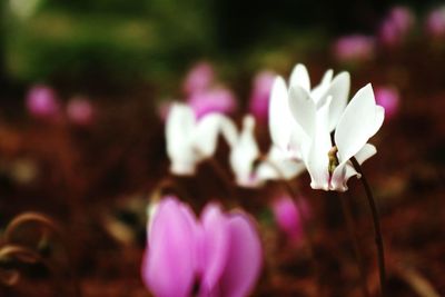 Close-up of white crocus flowers on field