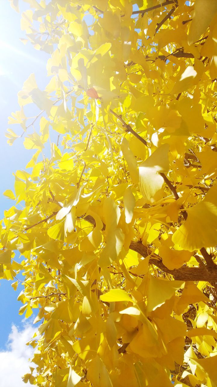 LOW ANGLE VIEW OF FLOWERING PLANTS AGAINST SKY