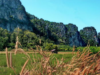 Scenic view of landscape against clear sky