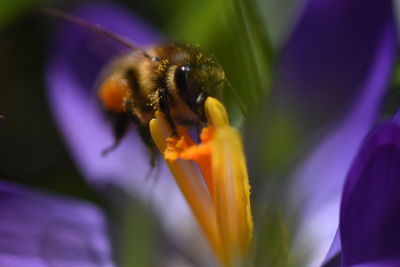 Close-up of bee on purple flower